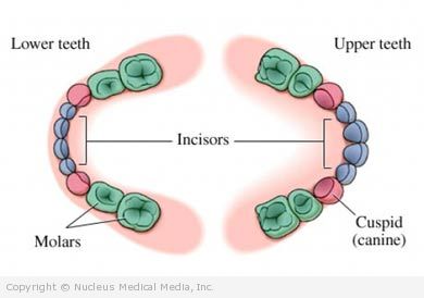 Teething - Description, diagnosis, treatment - Mouth ... baby gums diagram 