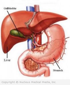 Gallbladder, Liver, and Stomach