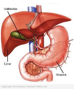 Gallbladder, Liver, and Stomach