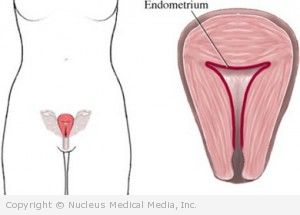 The Endometrium