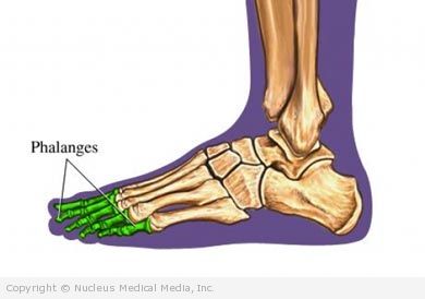 The Toes (Phalanges) of the Foot