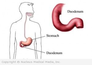 Upper Digestive System