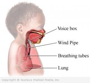 Respiratory System Anatomy of an Infant
